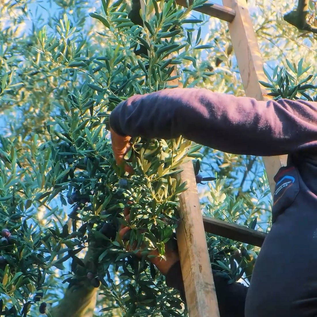 Zeytin Ne Zaman Toplanır? Yeşil, Siyah ve Sofralık Zeytin Hasat Takvimi