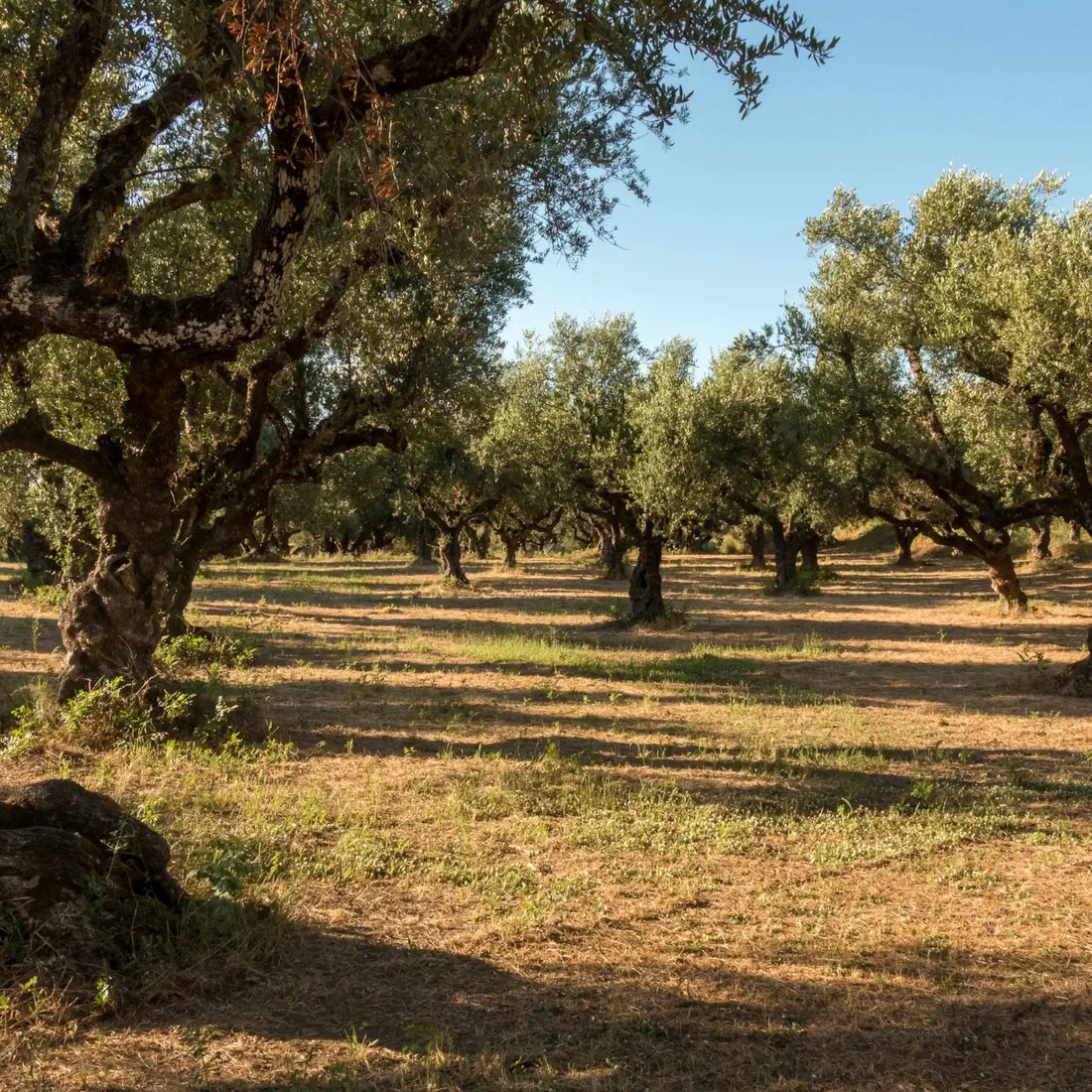 Zeytin Ağacının Binlerce Yıllık Hikayesi - Nicaea Zeytinyağı