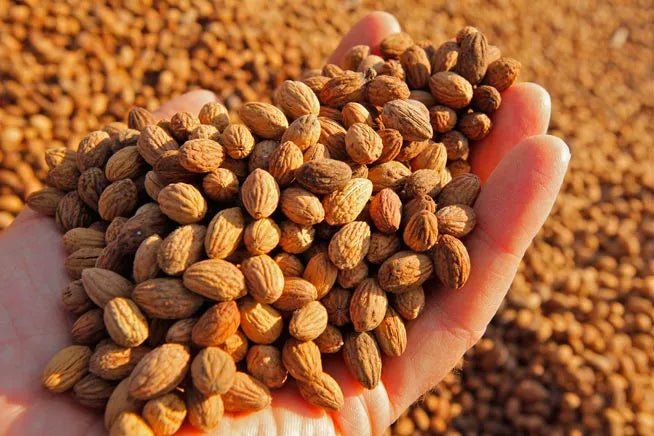 Zeytin Çekirdeğinin Şaşırtıcı Faydaları: Sağlıktan Dekora, Bilmeniz Gereken Her Şey - Nicaea Zeytinyağı