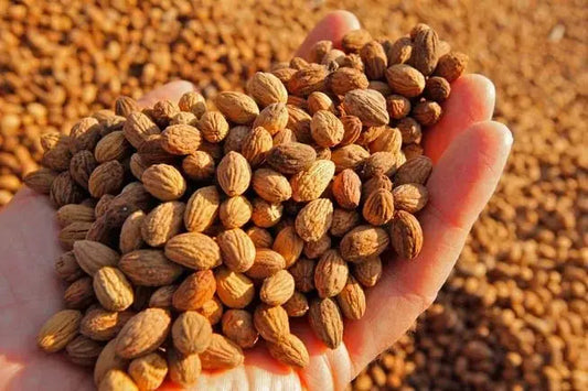 Zeytin Çekirdeğinin Şaşırtıcı Faydaları: Sağlıktan Dekora, Bilmeniz Gereken Her Şey - Nicaea Zeytinyağı