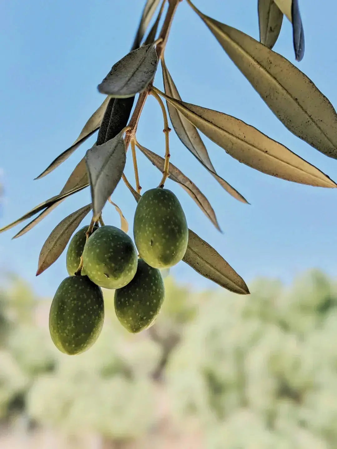 Zeytin Meyve mi Yoksa Sebze midir? - Nicaea Zeytinyağı