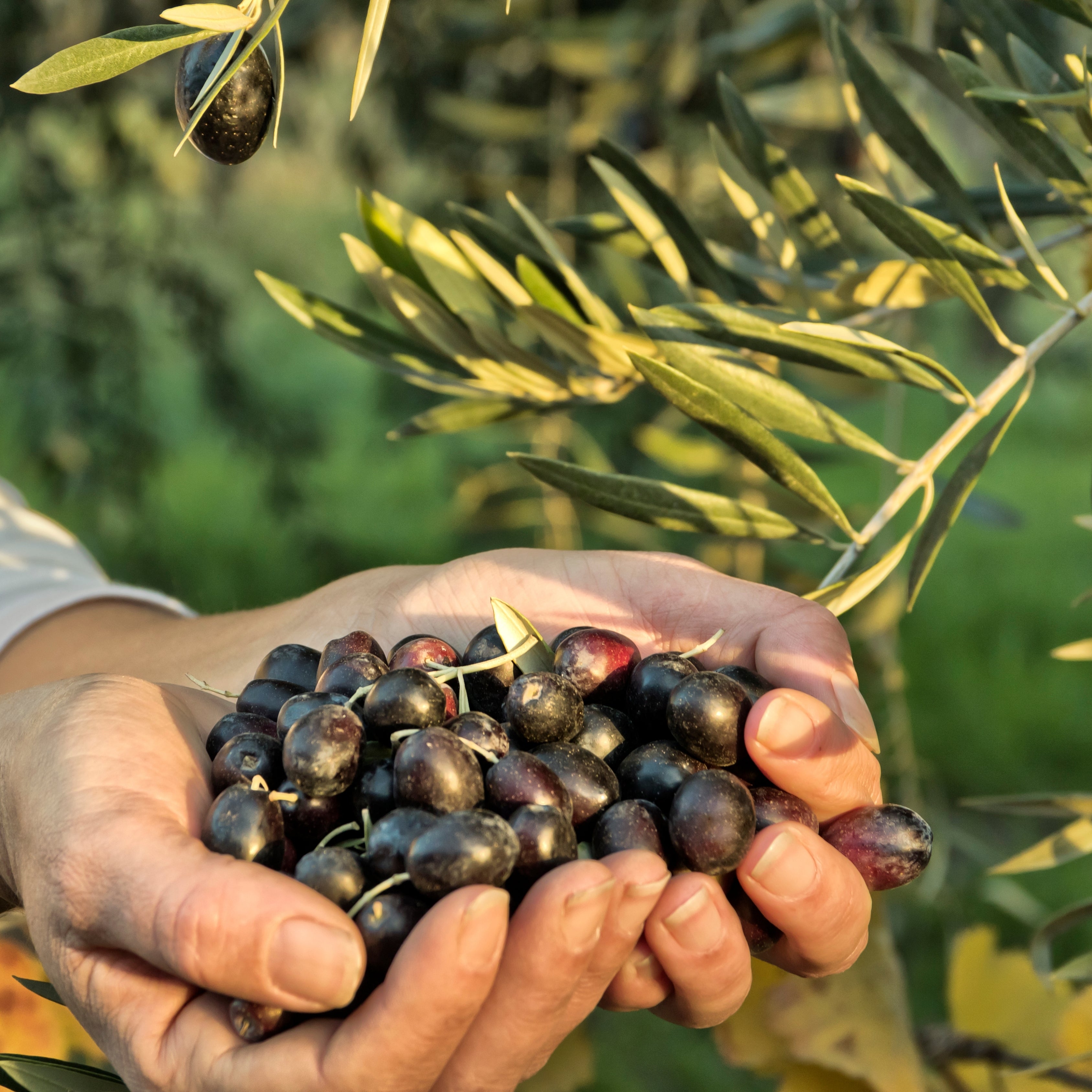 İznik Salamura Siyah Zeytin XL 1 Kg - Lezzetli Sofralık – Nicaea